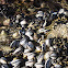 Blue Mussel