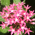 Verbena