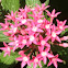Verbena