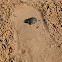 Three toed box turtle