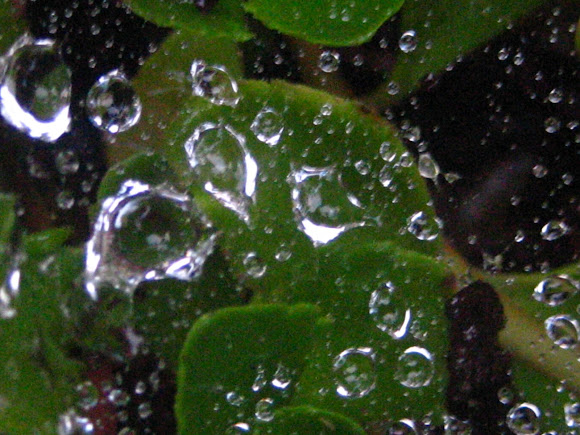 Spotting Image 1
