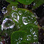 Webbed Raindrops