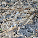 Neotropical Coachwhip