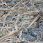 Neotropical Coachwhip