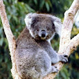 Dandenong Ranges - fauna & flora