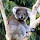 Dandenong Ranges - fauna & flora