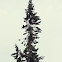 Ciprés / Cypress