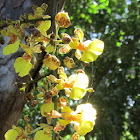 Oncidium cebolleta