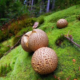 Puffballs realm by Filip Eremita - Nature Up Close Mushrooms & Fungi