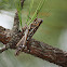 American Bird Grasshopper