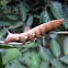 Hawk-moth Caterpillar