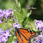 Unknown Butterfly