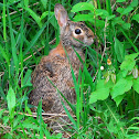 Cottontail Rabbit