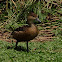 Lesser Whistling Duck