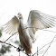 cattle egret