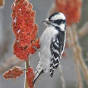 Woodpecker