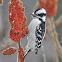 Woodpecker
