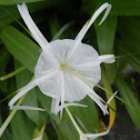 Spider Lily
