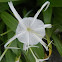 Spider Lily