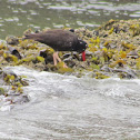 Black Oystercatcher