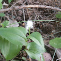Canada Mayflower
