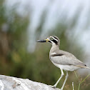 Eurasian thick knee