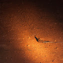 Pennant-Winged Nightjar