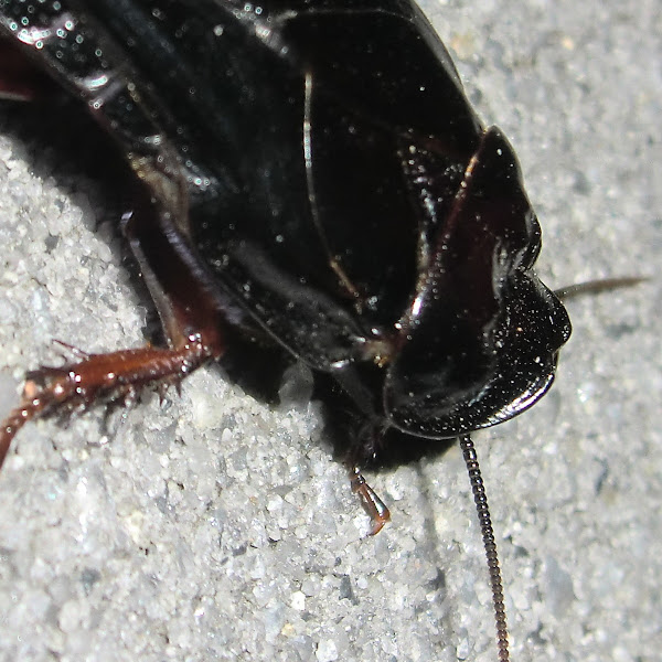 Australian wood cockroach Project Noah