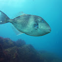 Grey triggerfish