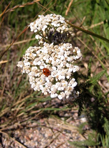 [Ladybug[2].jpg]