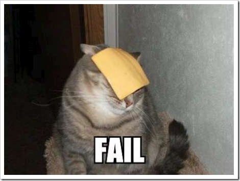 funny cats 2. Funny cat picture - cat with