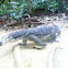 Monitor lizard