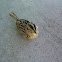 Le Conte's Sparrow