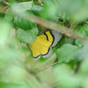 Moth