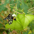 Tiger moth