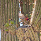 House Finch
