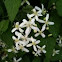 Sweet Autumn Clematis