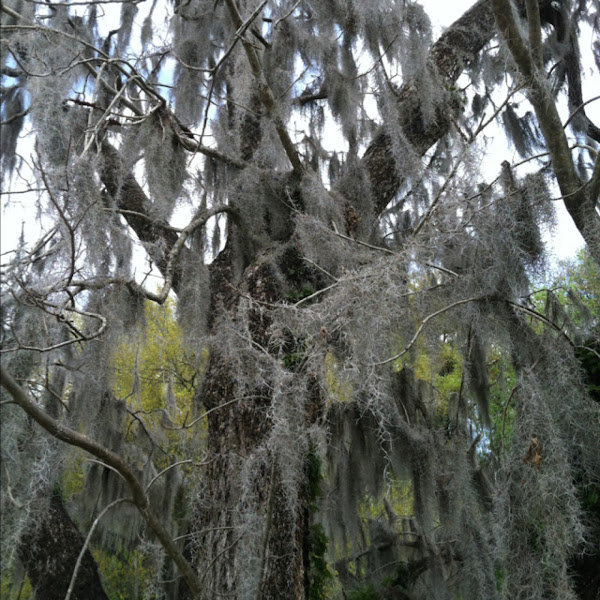 Spanish moss Project Noah