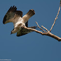Osprey