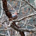 Eurasian Jay