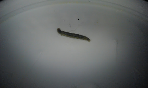 Spotting Image 1