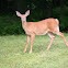 White-tailed Deer