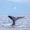 Sperm Whale