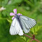 Black-veined white