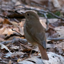 Hermit Thrush