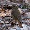 Hermit Thrush