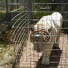 White Tiger