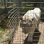 White Tiger