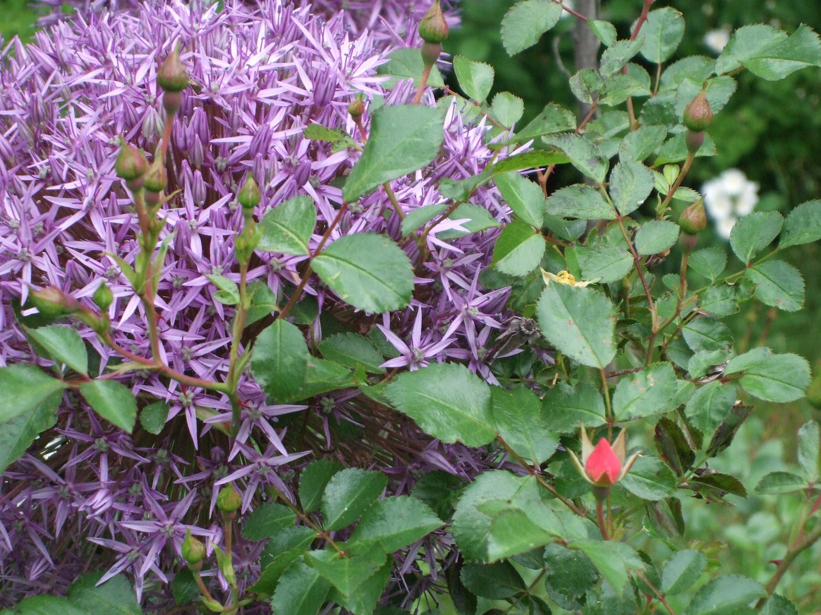 [June 10 Alliums and Roses[2].jpg]