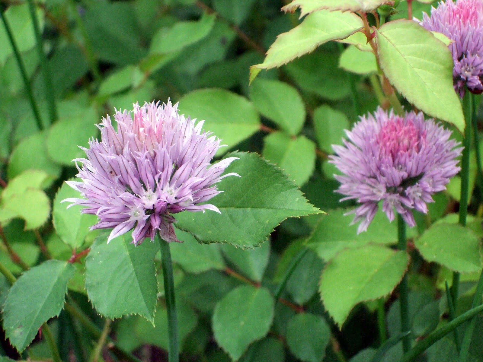 [JUne 10 Chive Blossoms[2].jpg]